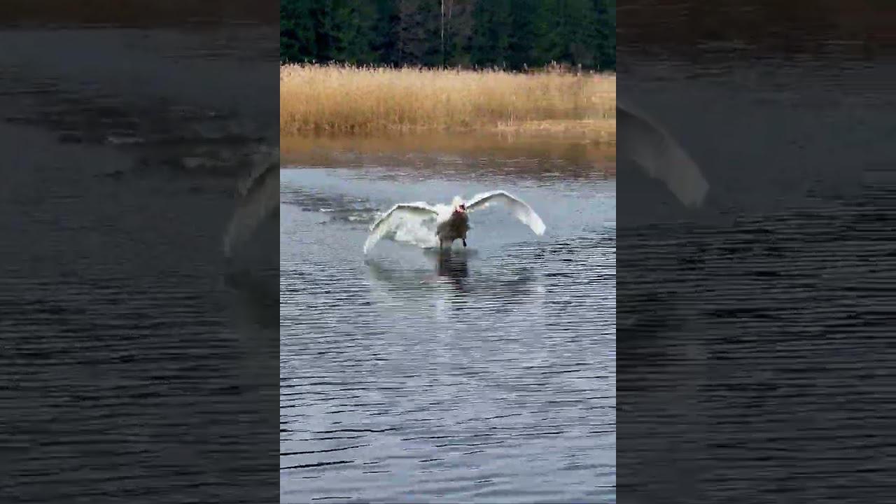 Swan Landing and Gliding on Water