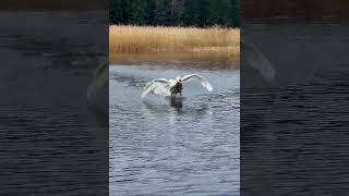 Swan Landing and Gliding on Water