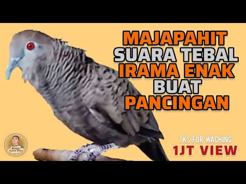 Perkutut Majapahit Suara Besar Lantang Aduhai Irama Syahdu Cocok Buat Pancingan ‼️