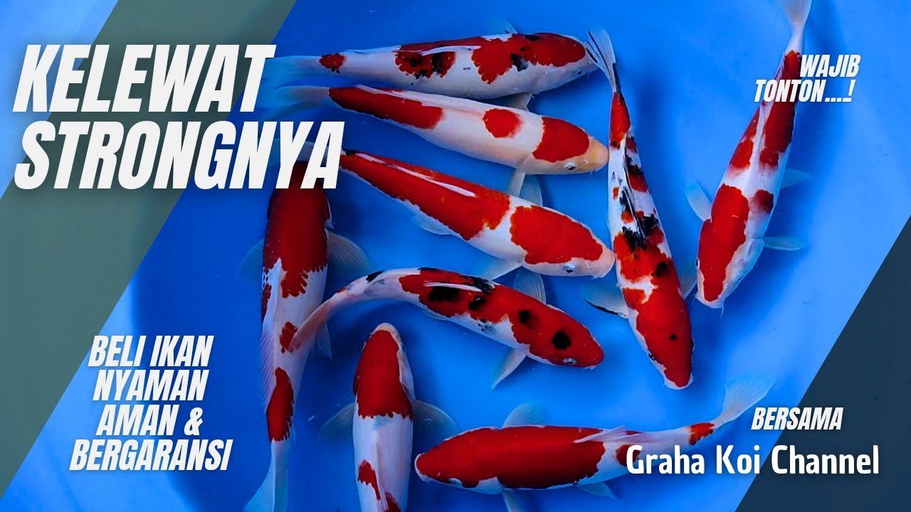 Eps 33‼️Gak perlu bagus yang penting strong🥰, rivew ikan koi dengan kualitas warna yang mencolok🥰