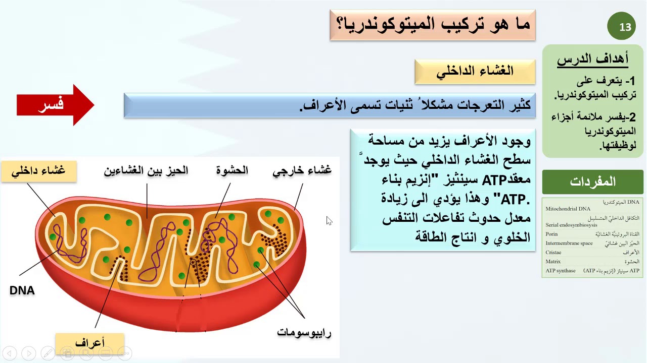 حادي عشر علمي   أحياء   الميتوكوندريا وأصولها 1