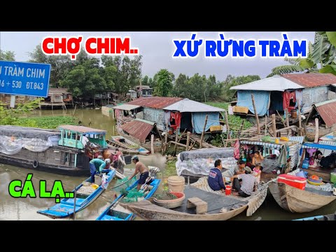 Hết hồn Chợ CHIM cò cá đồng xứ Rừng Tràm/dân TỨ XỨ Nghề Vịt đẻ chạy đồng 