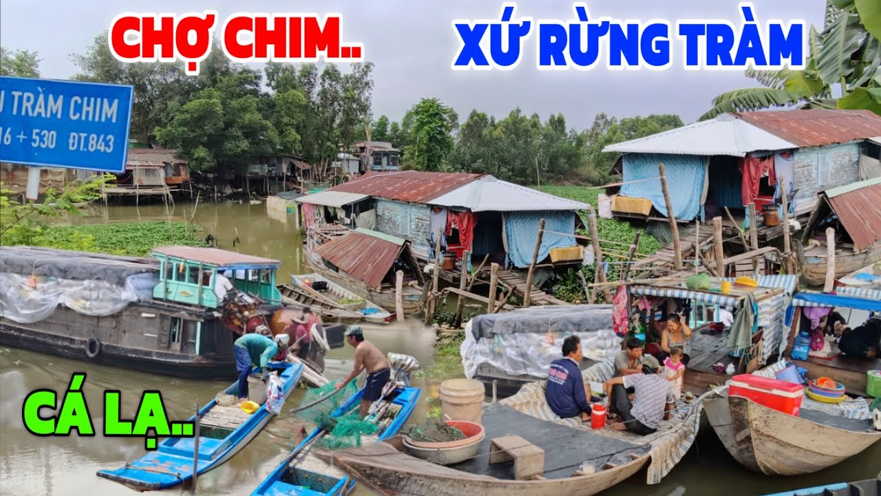 Hết hồn Chợ CHIM cò cá đồng xứ Rừng Tràm/dân TỨ XỨ Nghề Vịt đẻ chạy đồng 