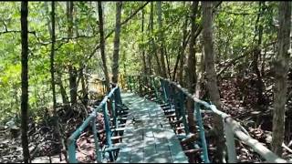 Wisata Hutan Mangrove Sabang Ruk Kelapa Kdaning Belitung Timur Yang Indah Dan Suasana Nyaman