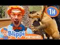 Blippi Visita os Animais do Zoológico! | 1 HORA DO BLIPPI! | Vídeos Educativos em Português