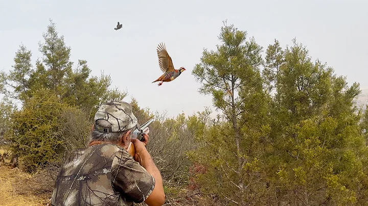 Chasse aux perdix et lièvres  - partridge hunting  (Saison 2025)