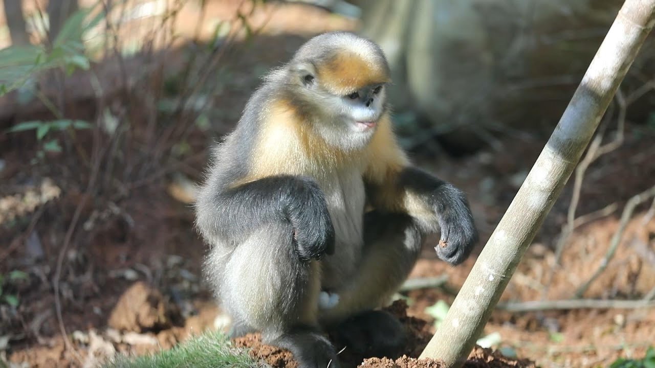 Syte Monkey Chinese world heritage site habitat for rare snub-nosed monkey - YouTube