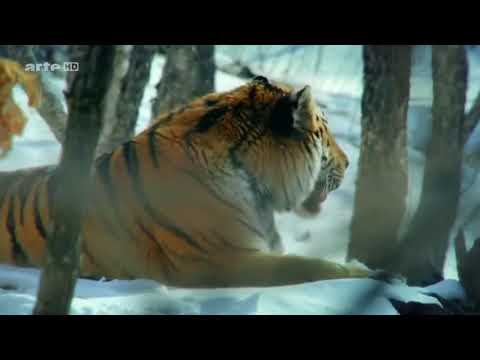 König der Natur Der Tiger Doku 2017 NEU HD