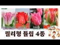 [튤립 3탄] 릴리형 튤립 4종 준비했어요. 특별한 튤립을 원하시는 분들께 추천~!