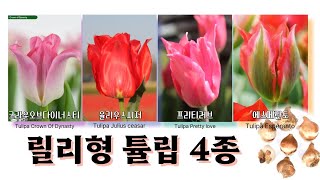 [튤립 3탄] 릴리형 튤립 4종 준비했어요. 특별한 튤립을 원하시는 분들께 추천~!