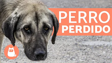 ¿Los perros sienten que vuelves a casa?