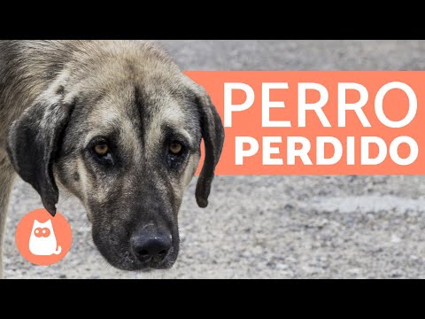 Video: Cómo Twitter Ayudó A Un Perro Perdido A Llegar A Casa