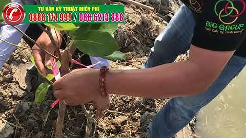 Cách trồng mít thái siêu sớm cho nhanh phát triển-Cây nhanh phát triển và ra rễ cực mạnh