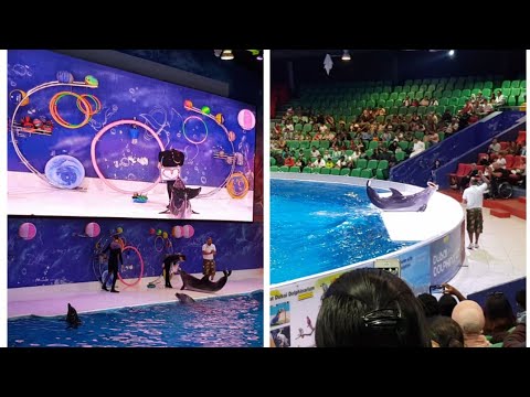 Dubai Dolphin Show(Part 1)/ Dubai Dolphinarium/ Creek Park.