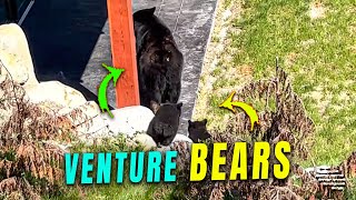 Mama Bear and Cubs Venture from a Property to Visit Neighbor