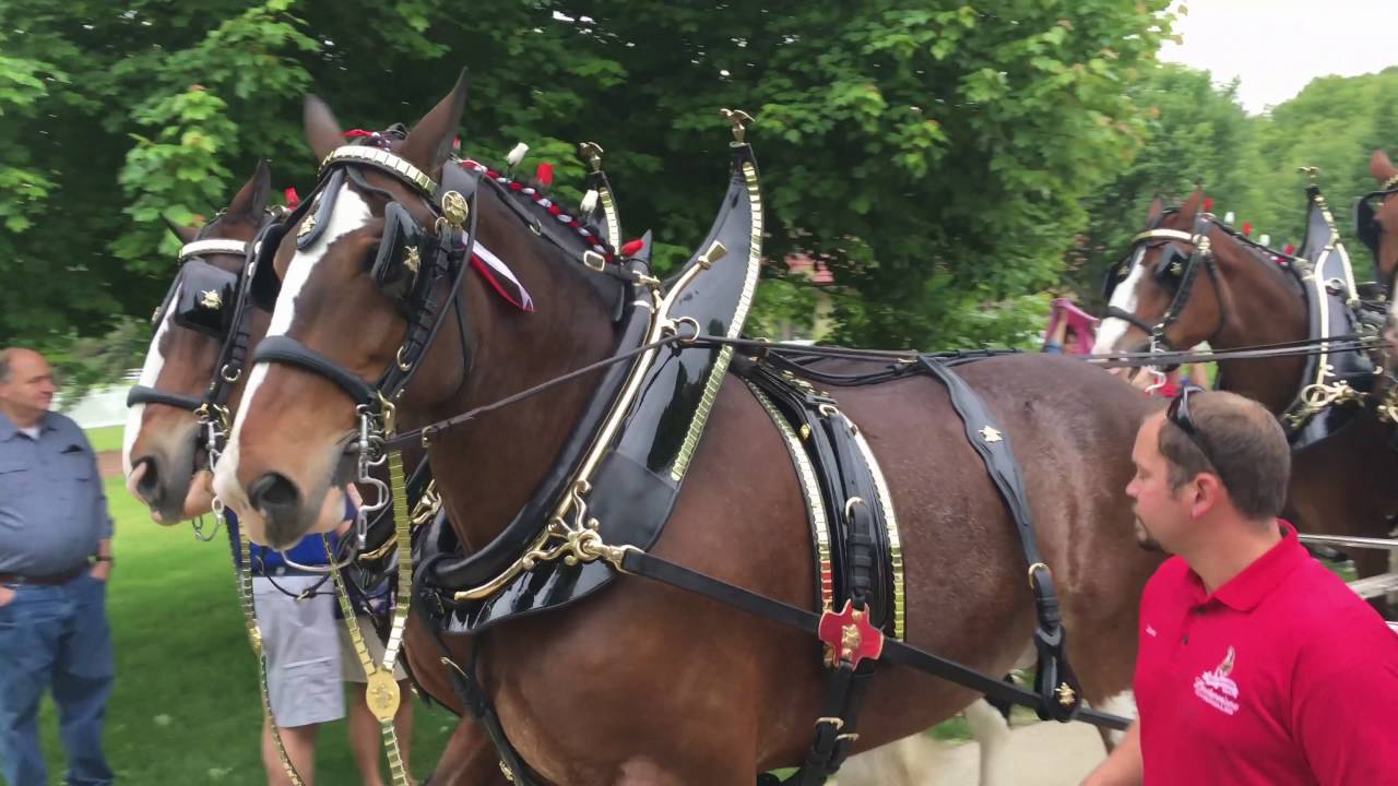 Budweiser Clydesdales, Merrimack NH YouTube
