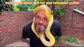 Reticulated python! White phase albino 66% het pied for future pied projects at NCC