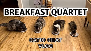 Morning Treatos | Catio Chat Vlog #pets #animals #catvideo #catlover #cats by Maine Coon Capers 327 views 12 days ago 10 minutes, 15 seconds