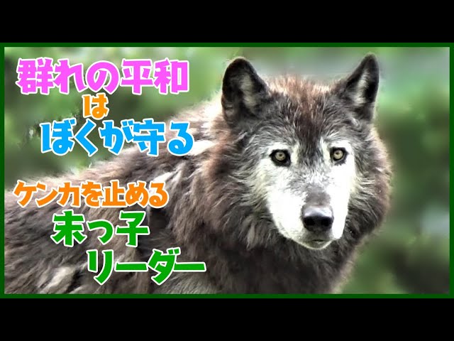 末っ子リーダーが、姉のケンカを止める！可愛い声の飼育員さんが