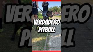 Asi luce un verdadero PITBULL #pitbull #mascotas #apbt #animales