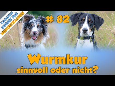 Video: Chihuahua-Überlastung