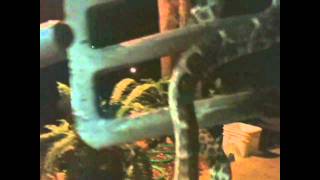 Diamondback rattlesnake attacking Camera