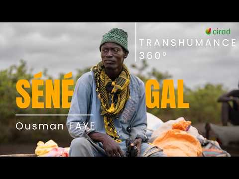 Transhumance 360° | Ousmane, zebu herder in Senegal