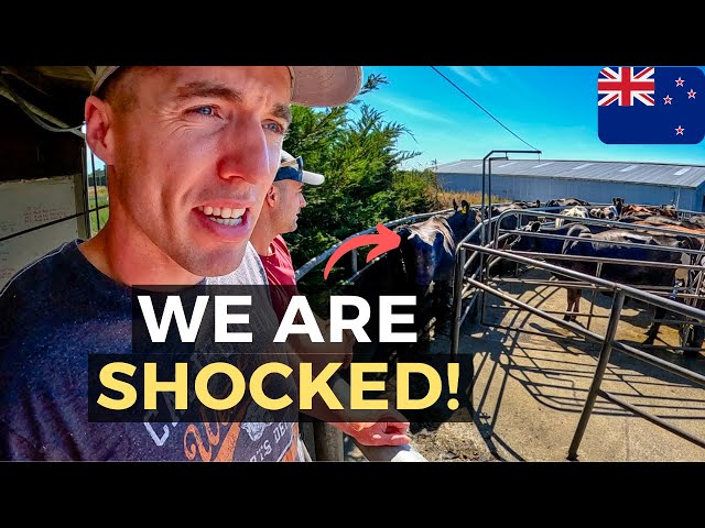 NOT WHAT WE EXPECTED! The Reality Of Dairy Farming In New Zealand, Christchurch 🇳🇿 class=