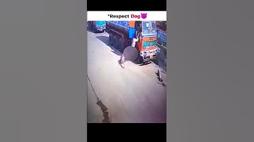 Dogs vs. Cheetah: Hilarious Chase Scene 😂 | #Shorts #Funny