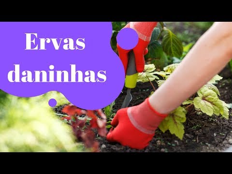 Vídeo: Ervas resistentes para a zona 7 - dicas sobre como cultivar ervas nos jardins da zona 7