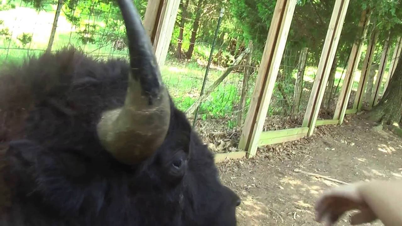 Harmony Park Safari - Huntsville, AL