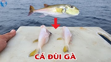 Hướng Dẫn Làm Thịt Cá Nóc Vàng Khi Đi Câu | Tiến Bens - Fishing