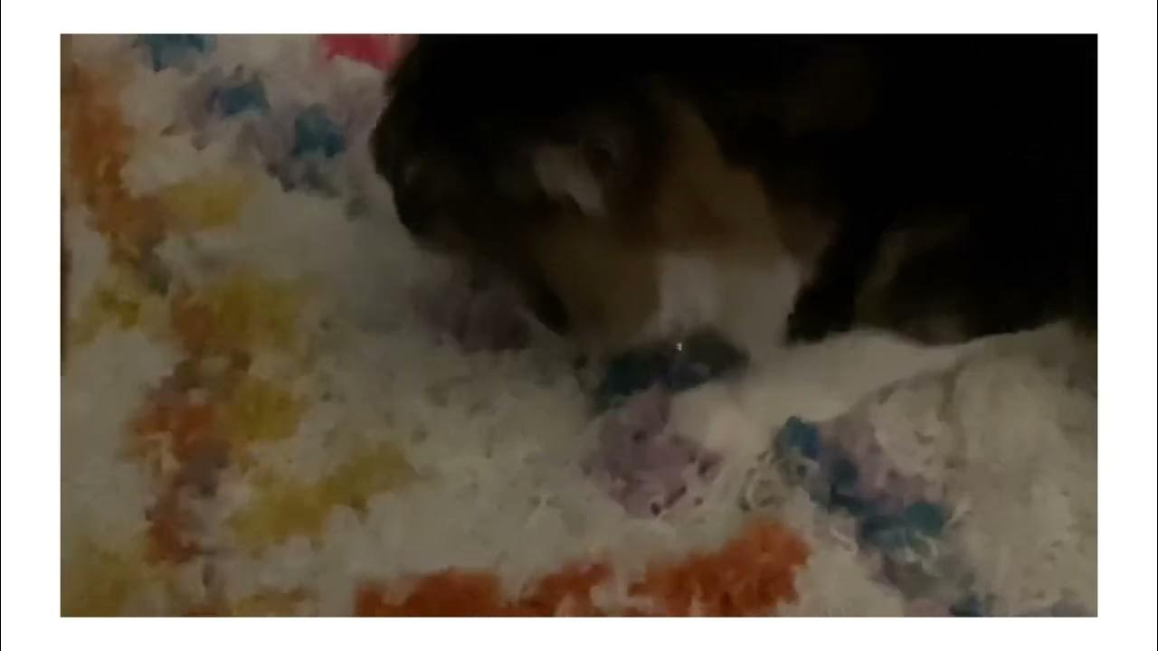 Cat eating tape (he’s ok) YouTube