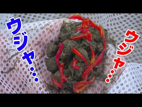 近所の「田んぼ」に網を突っ込んだら衝撃的だった