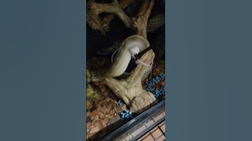 Snake eating! #shorts #subscribe #animals #ballpython #shortvideo #snake #reptiles #like #shortsfeed