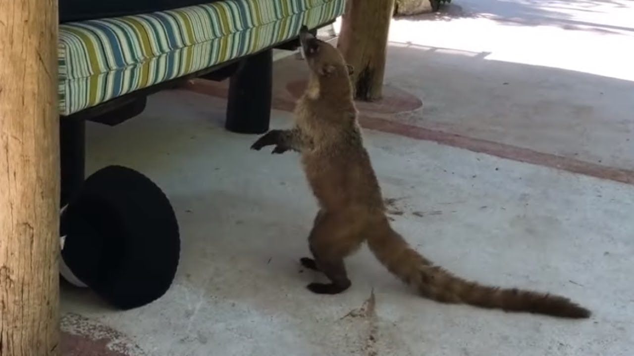 videos for cats Coati steals fries from poolside vacationer