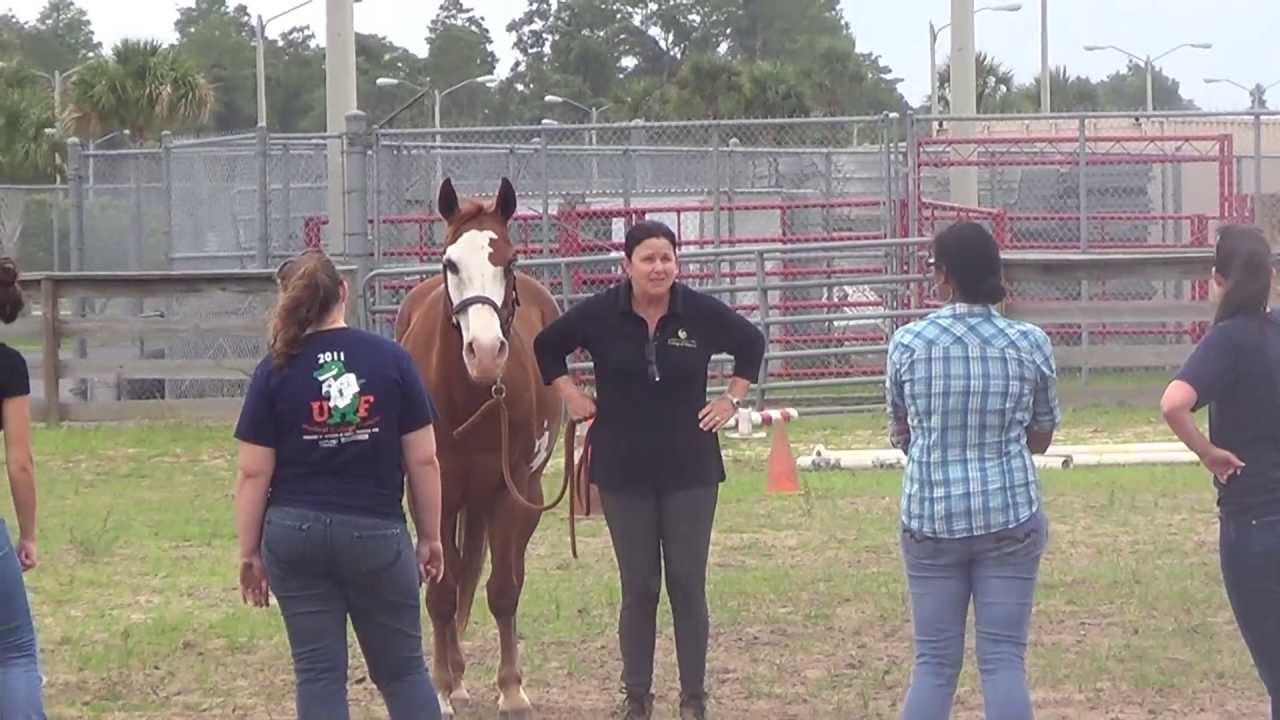 UCF Medicine and Horsemanship Course YouTube