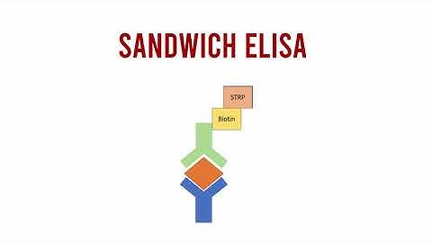 ELISA Assay Walkthrough (lab tutorial + animation)