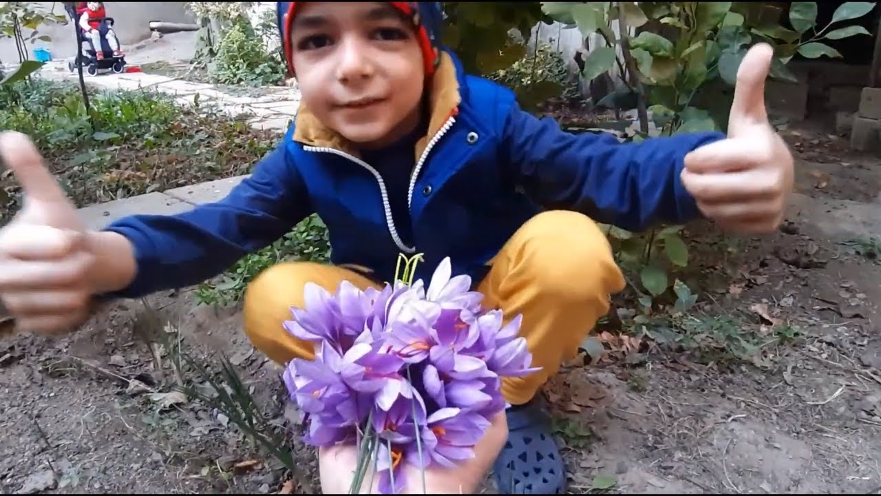 Zəfəranın yığılması və qurudulması 🌷