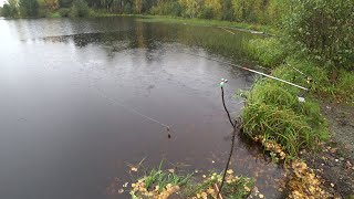 ГОЛОДНЫЕ ЩУКИ ГЛОТАЛИ НАШИХ ЖИВЦОВ! РЫБАЛКА НА ДЕДОВСКИЕ РЕЗИНКИ И УДОЧКИ! ОСЕННИЙ ЖОР ЩУКИ!