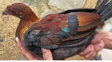 so sánh gà rừng rặc tự nhiên và gà rừng nuôi từ trứng ( 0347604148 )