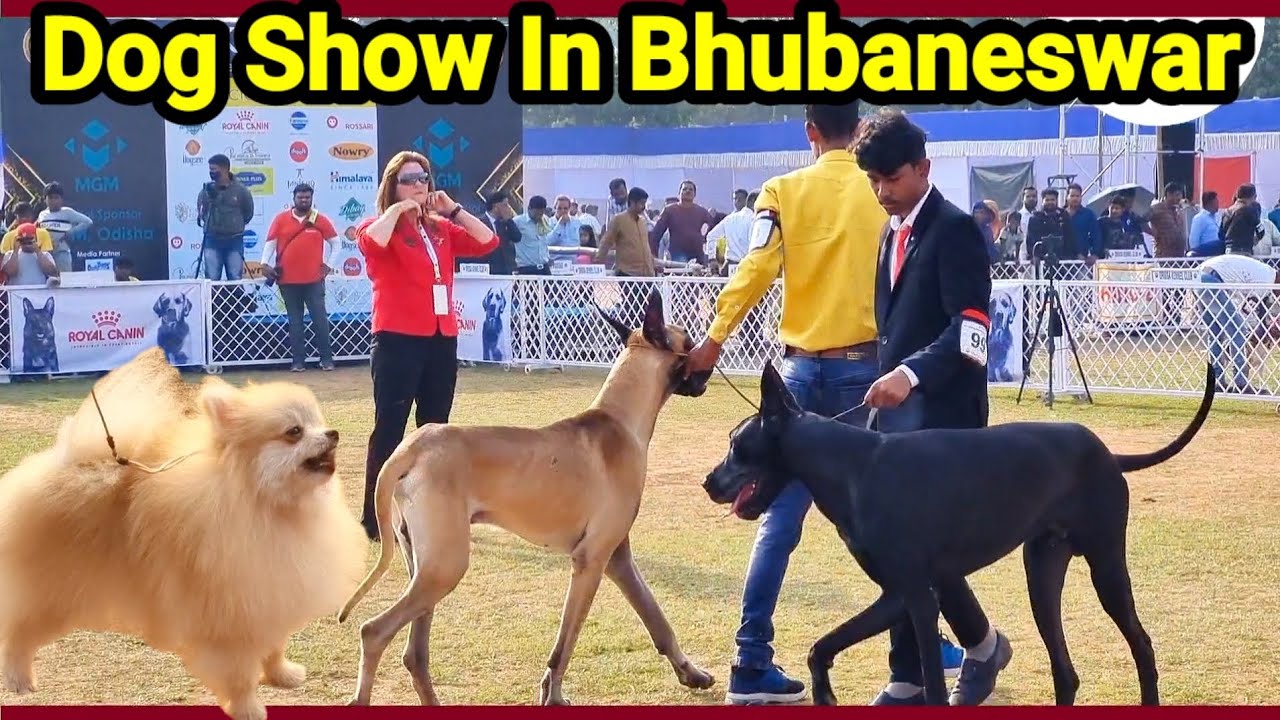 Dog Show In Bhubaneswar Organised By Orissa Kennel Club Odishalinks