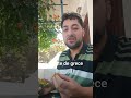 cunoscută de Opuntia ficus-indica sau, smochină de India sau fruct de cactus.