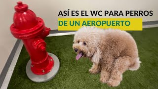 🚽🐶🛫 Cómo es un sanitario para perros en un aeropuerto 🐒  PERRHIJOS 🐕 by Perrhijos 177 views 3 months ago 5 minutes, 19 seconds