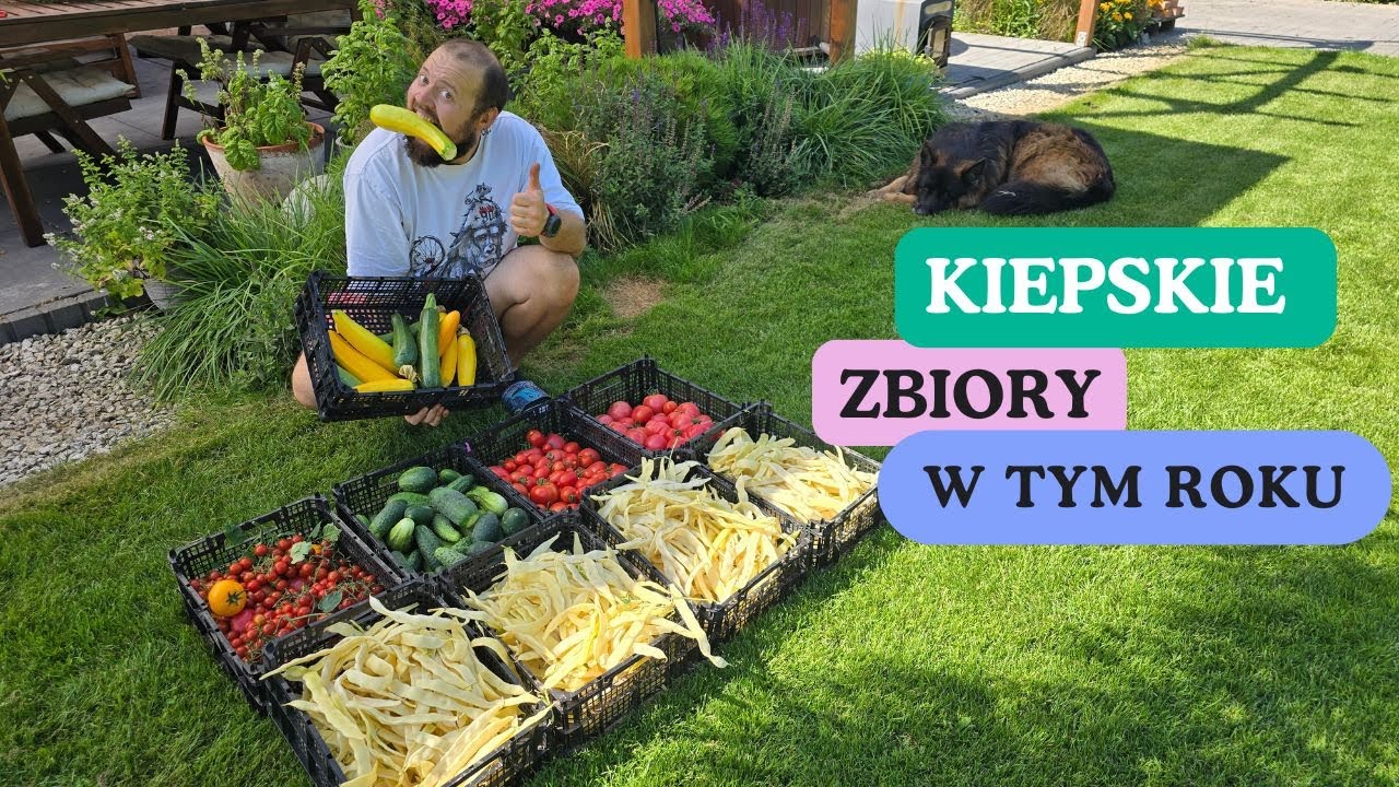 Kiepskie zbiory warzyw w tym roku