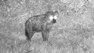 2 curious Hyenas on far shoreline at Djuma Cam 5/17/26. The unnamed immigrant male and Munghana