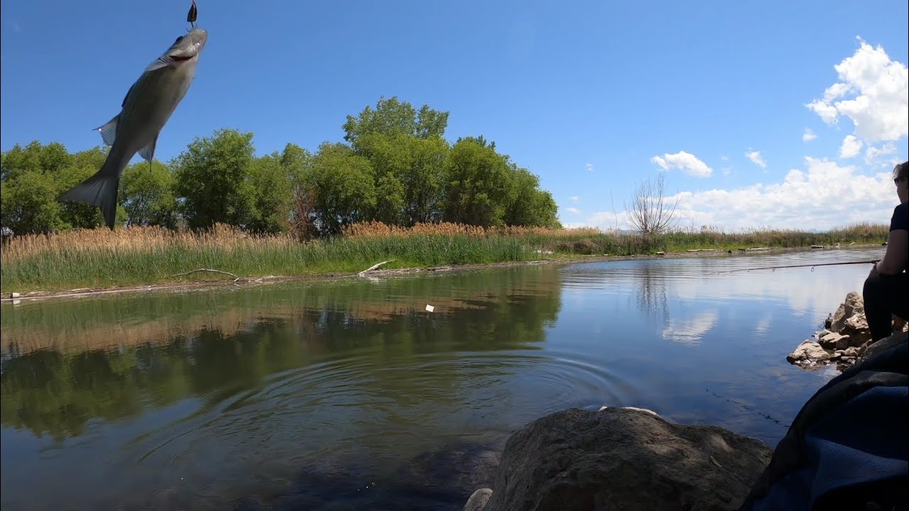 Utah Lake White Bass Spawn 2022 YouTube
