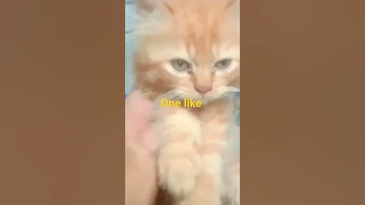 Watch the video about Cat lion #cat #persian #catlover #cutecat #kittens #8917425855