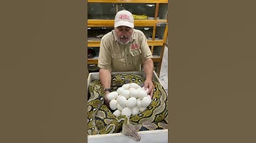 So many snake eggs 🥚 #shorts #animals #reptiles #snake #python