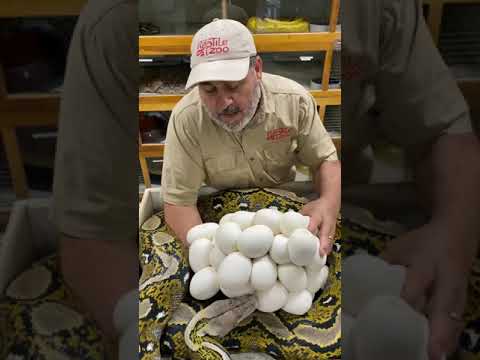 So many snake eggs 🥚 #shorts #animals #reptiles #snake #python